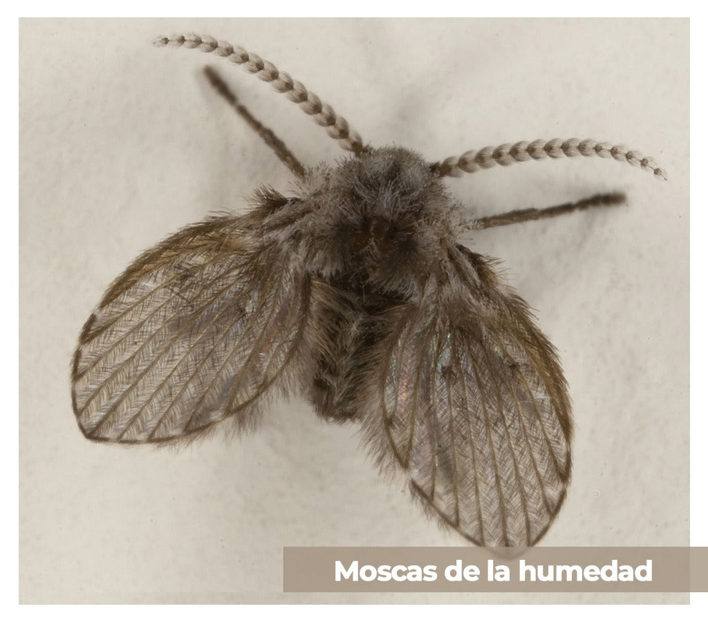 Cómo Deshacerte de las Moscas de Drenaje